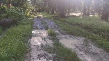 Parlak güneş ışığı palmiye yağı tarlasını aydınlatıyor..