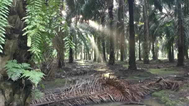 Luz Solar Brillante Que Irradia Plantación Aceite Palma — Vídeo de stock