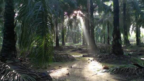 Lumière Soleil Brillante Irradiant Plantation Huile Palme — Video