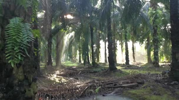 Helles Sonnenlicht Das Die Palmölplantage Bestrahlt — Stockvideo