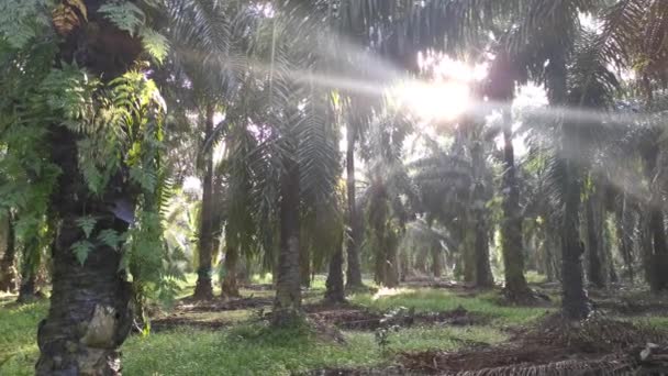Jasné Sluneční Světlo Vyzařující Plantáž Palmového Oleje — Stock video