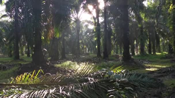 Luz Solar Brillante Que Irradia Plantación Aceite Palma — Vídeo de stock