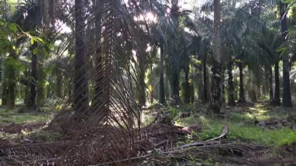 Jasné Sluneční Světlo Vyzařující Plantáž Palmového Oleje — Stock video