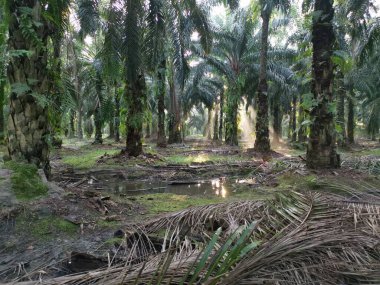 Parlak güneş ışığı palmiye yağı tarlasını aydınlatıyor..