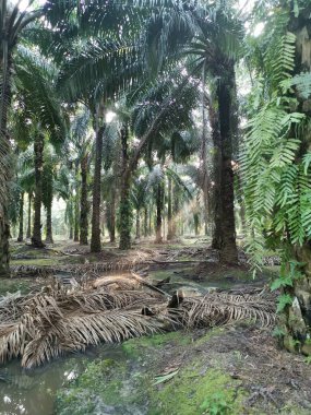 Parlak güneş ışığı palmiye yağı tarlasını aydınlatıyor..