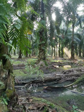 Parlak güneş ışığı palmiye yağı tarlasını aydınlatıyor..