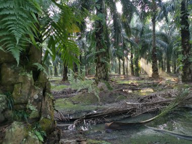 Parlak güneş ışığı palmiye yağı tarlasını aydınlatıyor..