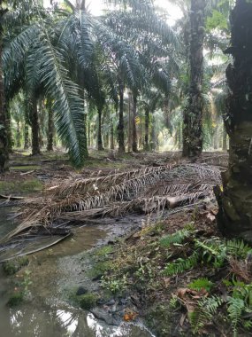Parlak güneş ışığı palmiye yağı tarlasını aydınlatıyor..