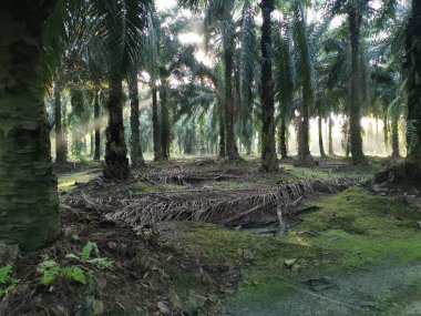 Parlak güneş ışığı palmiye yağı tarlasını aydınlatıyor..