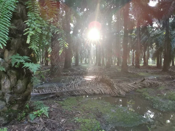 明亮的阳光照射着棕榈油种植园 — 图库照片