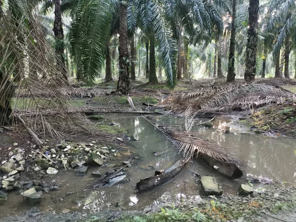 Helder Zonlicht Dat Palmolieplantage Uitstraalt — Stockfoto