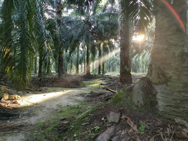 Jasné Sluneční Světlo Vyzařující Plantáž Palmového Oleje — Stock fotografie