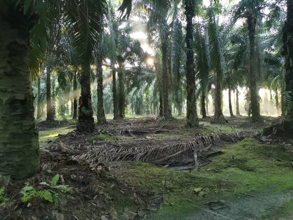 Jasné Sluneční Světlo Vyzařující Plantáž Palmového Oleje — Stock fotografie