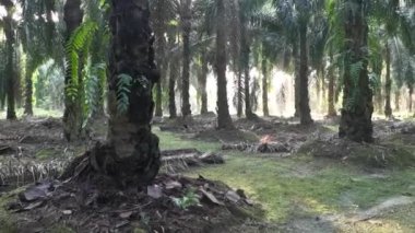 Parlak güneş ışığı palmiye yağı tarlasını aydınlatıyor..
