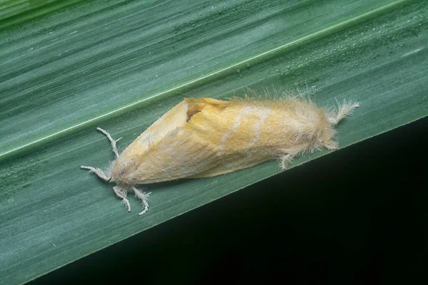 Two Nygmiini Tussock Moths Mating — Stock Photo, Image