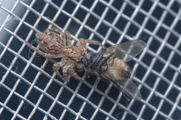 Mur Brun Saut Araignée Attrapé Une Mouche Domestique — Photo