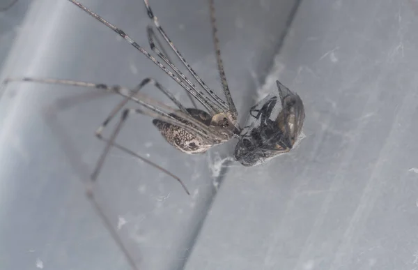 Pholcid Spinne Gefangen Eine Stubenfliege — Stockfoto
