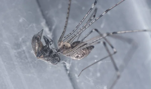 Pholcid Spinne Gefangen Eine Stubenfliege — Stockfoto