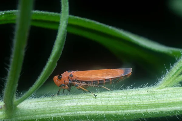 Winziger Orangefarbener Blatttrichter Stiel — Stockfoto