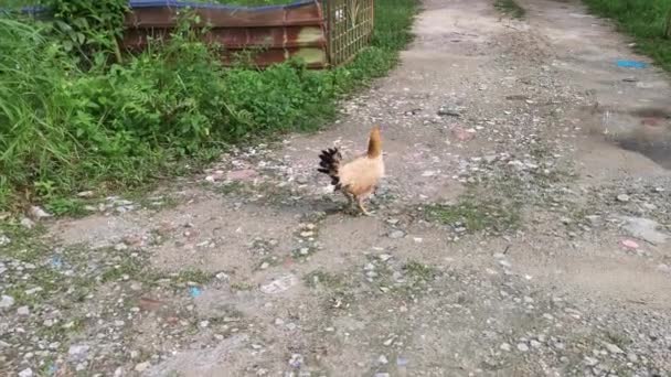 Glucke Und Küken Auf Dem Bauernhof — Stockvideo