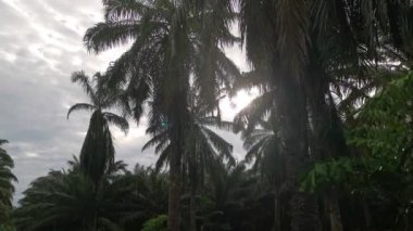 Yağmurdan sonra tarlaya giden yol.