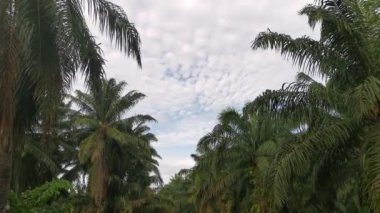 Yağmurdan sonra tarlaya giden yol.