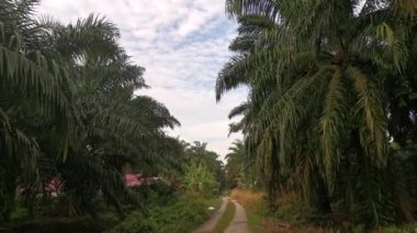 Yağmurdan sonra tarlaya giden yol.