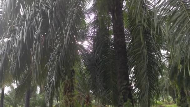 雨后进入种植园的路径 — 图库视频影像