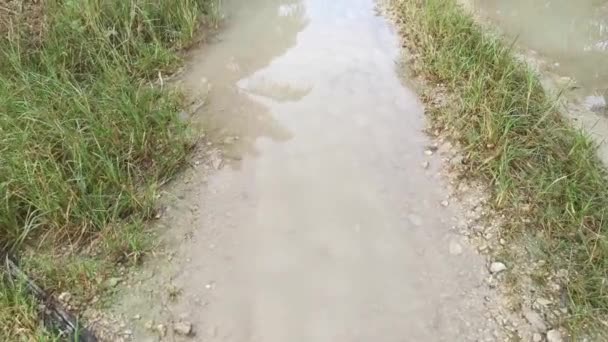 Gångväg Plantagen Efter Regnet — Stockvideo