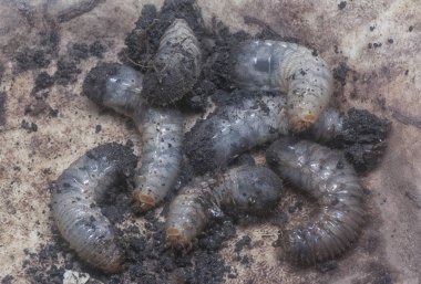close shot of the white soil beetle larvae