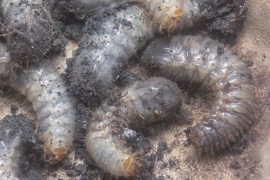 close shot of the white soil beetle larvae