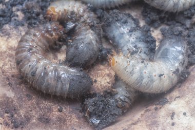 close shot of the white soil beetle larvae