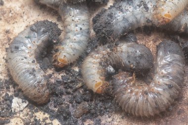 close shot of the white soil beetle larvae