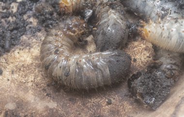 close shot of the white soil beetle larvae