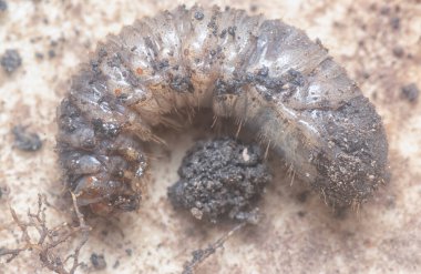 close shot of the white soil beetle larvae
