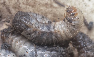 close shot of the white soil beetle larvae