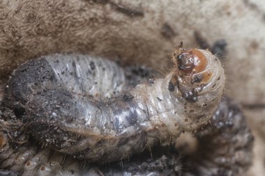 close shot of the white soil beetle larvae