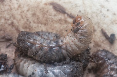 close shot of the white soil beetle larvae