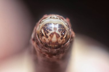 close shot of the white soil beetle larvae