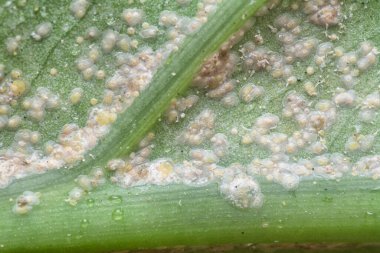 Beyaz paslı albugo paraziti..