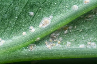 Beyaz paslı albugo paraziti..