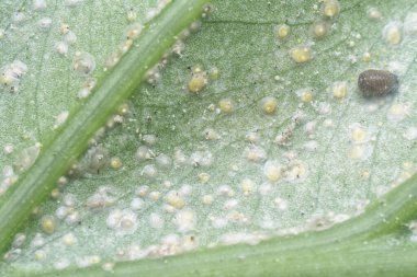 Beyaz paslı albugo paraziti..