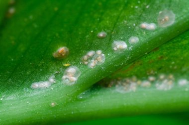 Beyaz paslı albugo paraziti..