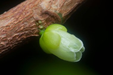 Sapından filizlenen genç tomurcuklar..