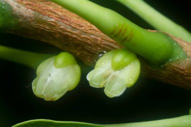 Sapından filizlenen genç tomurcuklar..