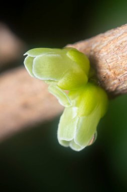 Sapından filizlenen genç tomurcuklar..