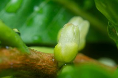 Sapından filizlenen genç tomurcuklar..