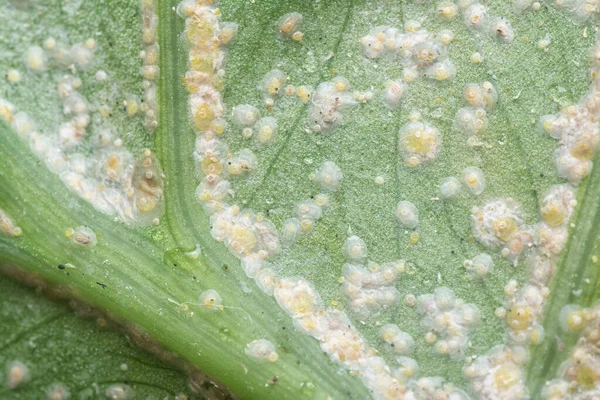 Bianco Ruggine Albugo Parassita Congedo — Foto Stock