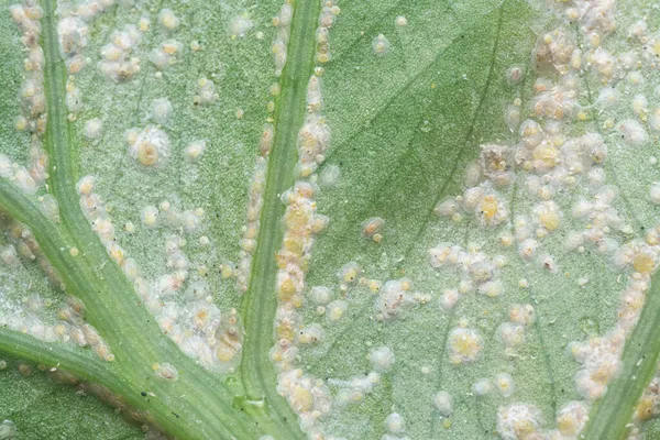 Bianco Ruggine Albugo Parassita Congedo — Foto Stock