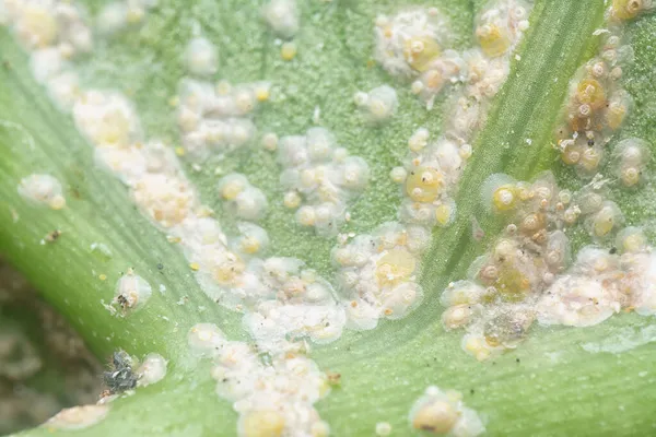 Bianco Ruggine Albugo Parassita Congedo — Foto Stock